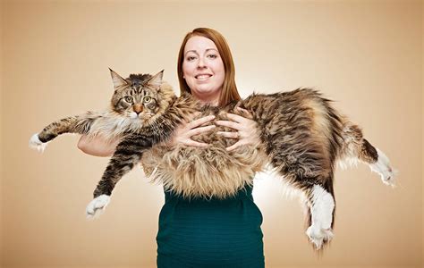 biggest domestic cat in the world